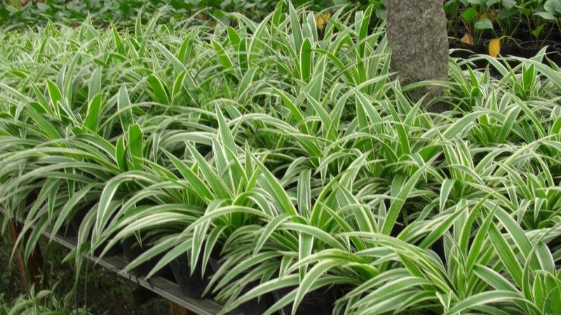 Hình ảnh đẹp về cây lan chỉ